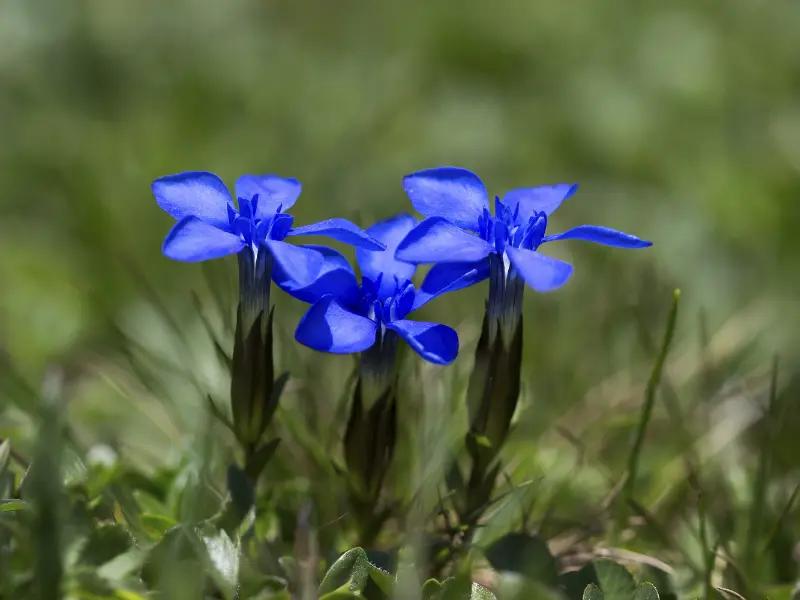 Blue is good