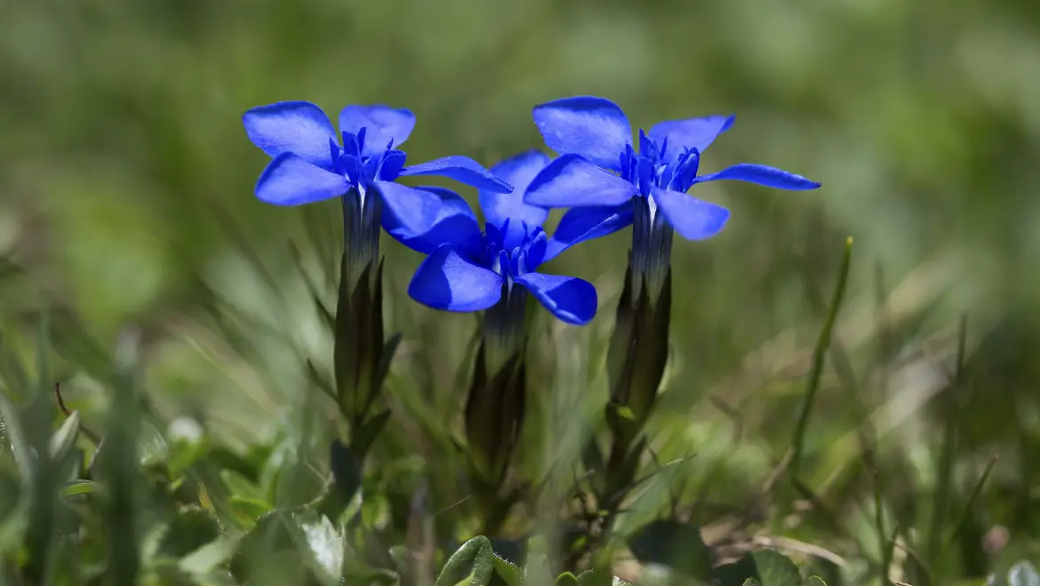 Blue is good